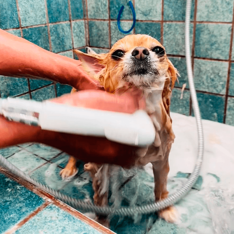 Cão enrolado em toalha após o banho no serviço de banho e tosa da PitéCão