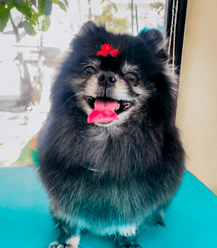 Cão lulu da pomerânia sendo cuidado com carinho na PitéCão