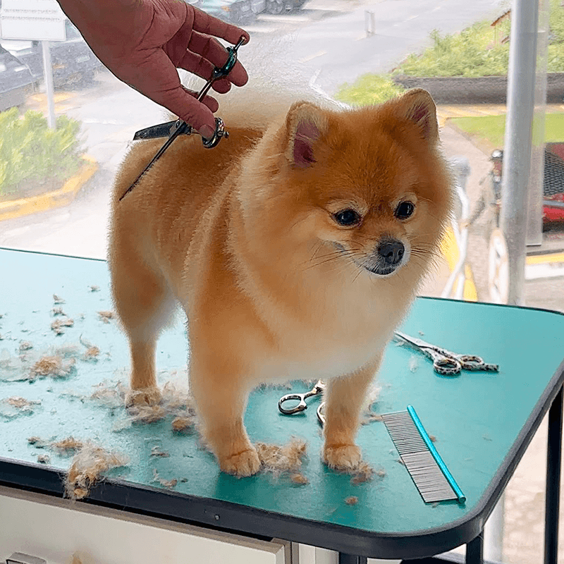 Cão sendo tosado com tesoura sobre a mesa de banho e tosa da PitéCão