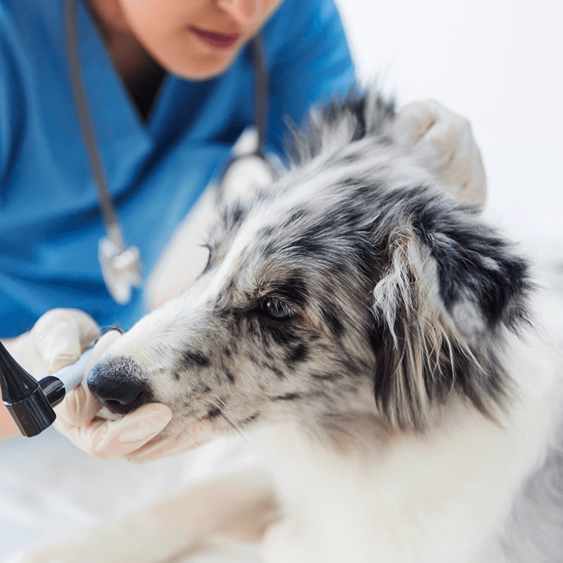 Veterinária examinando um cão durante consulta no consultório veterinário da PitéCão em Alphaville