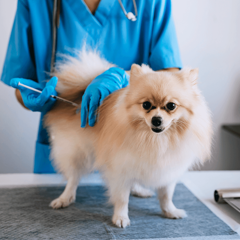 Aplicação de vacina em cão de pequeno porte por profissional veterinário